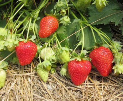 Вирощування і догляд за сортом полуниці Ароза