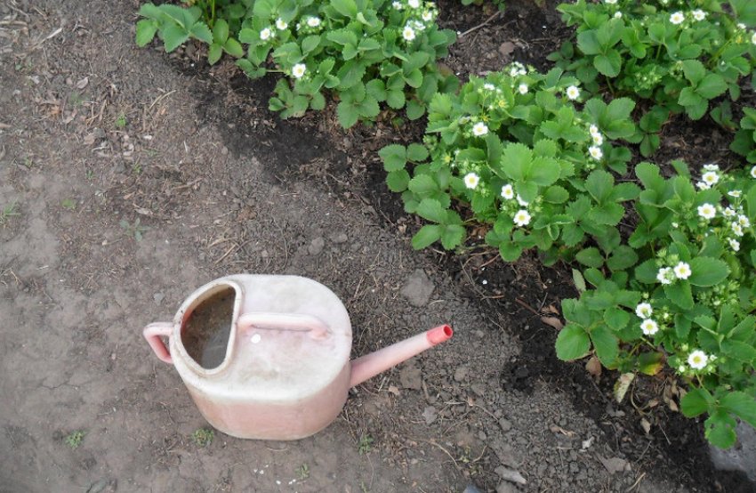 Підживлення полуниці