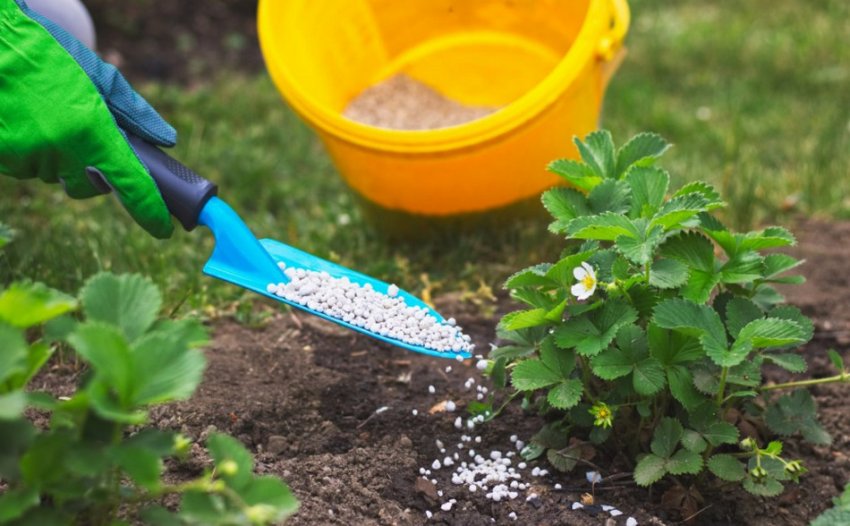 Підживлення полуниці