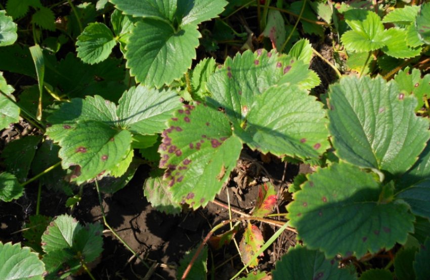 Бура плямистість полуниці