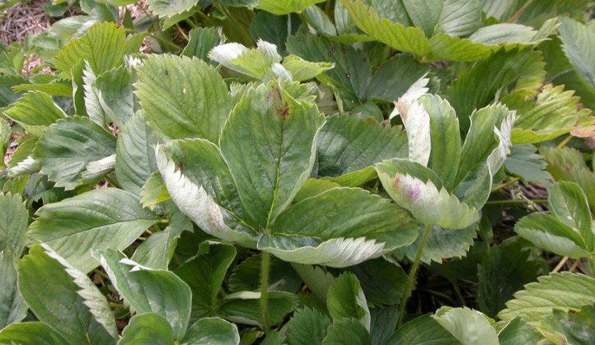 Борошниста роса