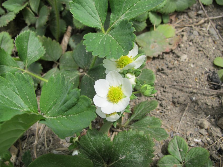 Кущ полуниці Ароза