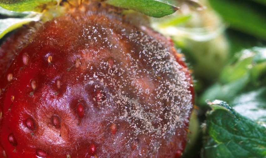 Сіра гниль суниці