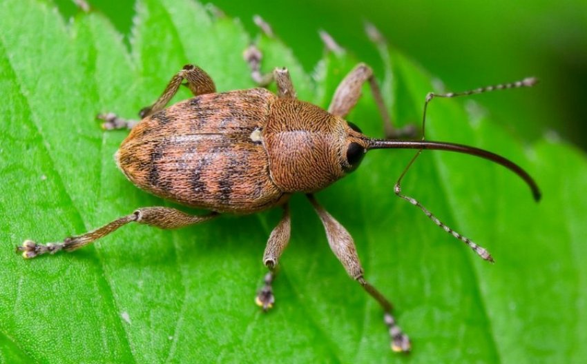 Довгоносик