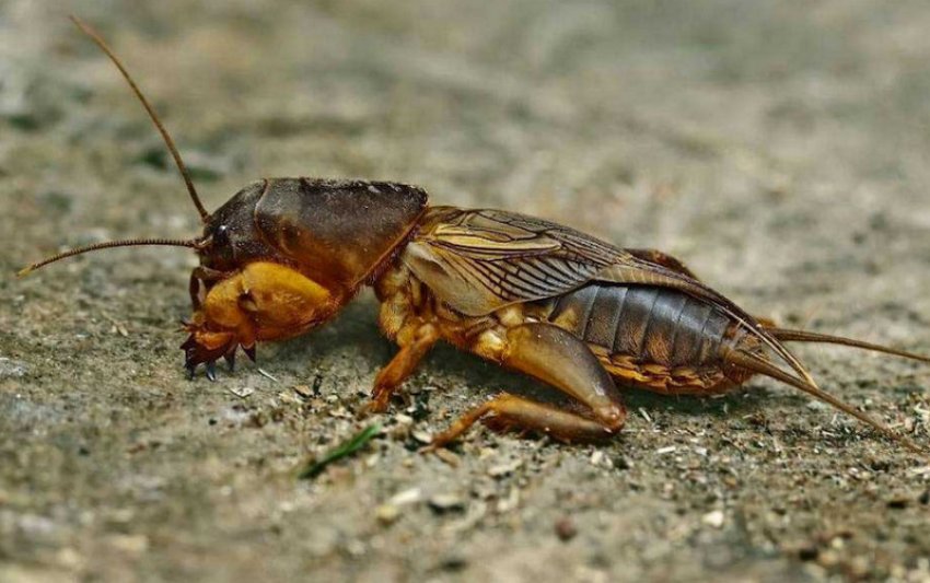 Капустянка