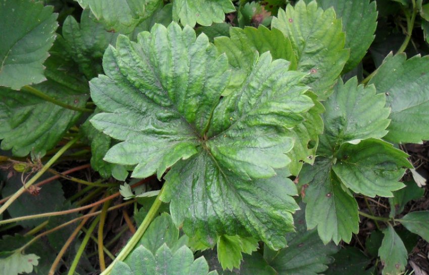 Кліщ на полуниці