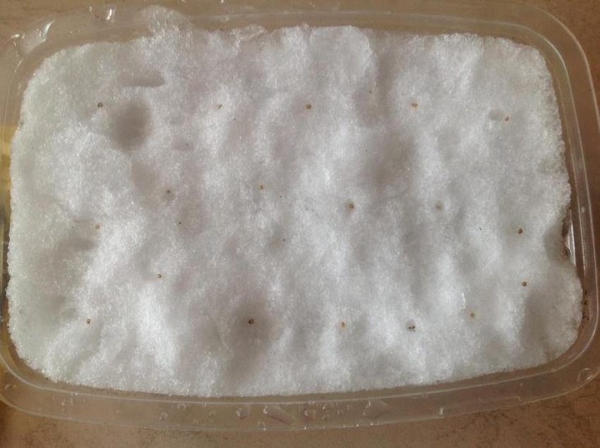 Посів полуниці під сніг