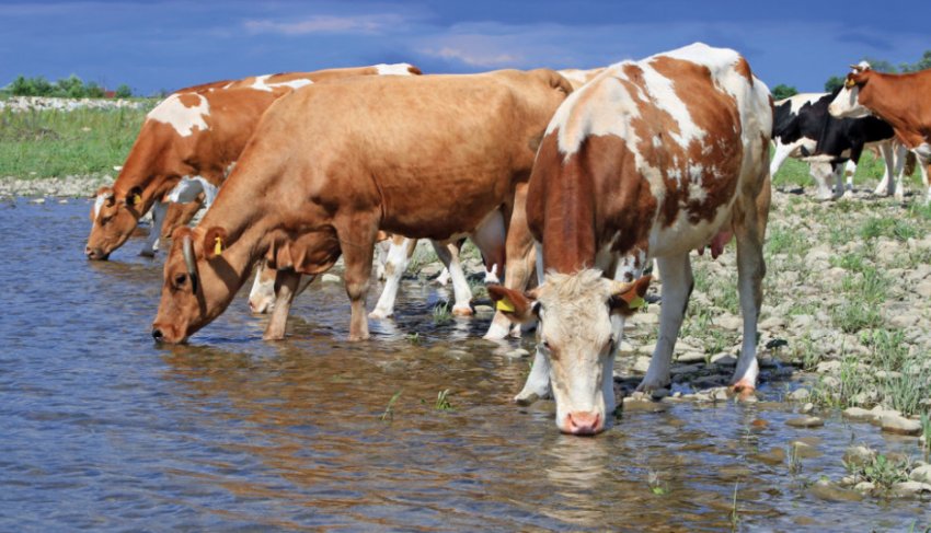 Коровапьет воду Коровапьет воду