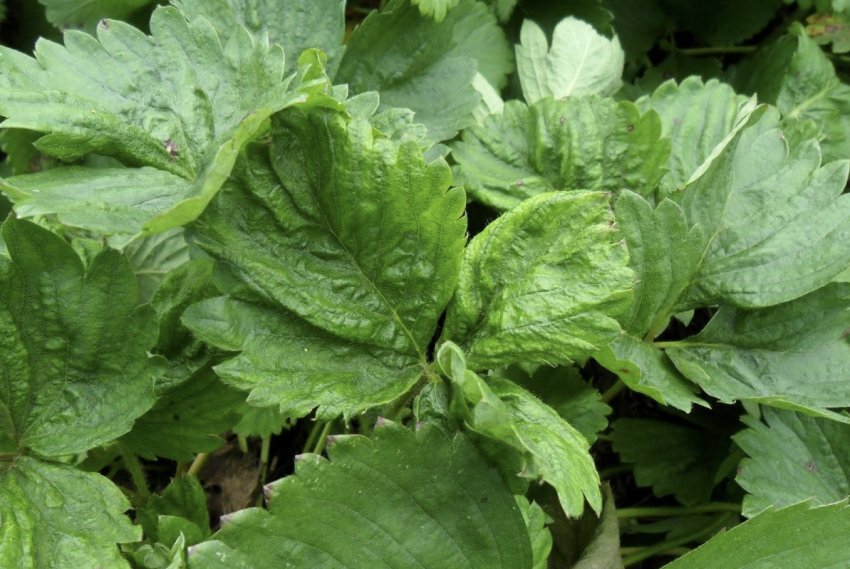 Наявність суничного кліща на полуниці