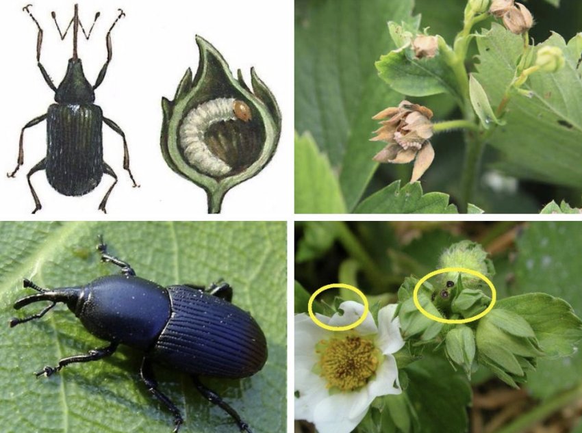 Довгоносик на полуниці