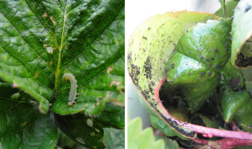 Листовійка і тля на полуниці