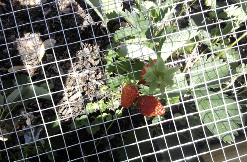 Вкрита сіткою полуниця від птахів