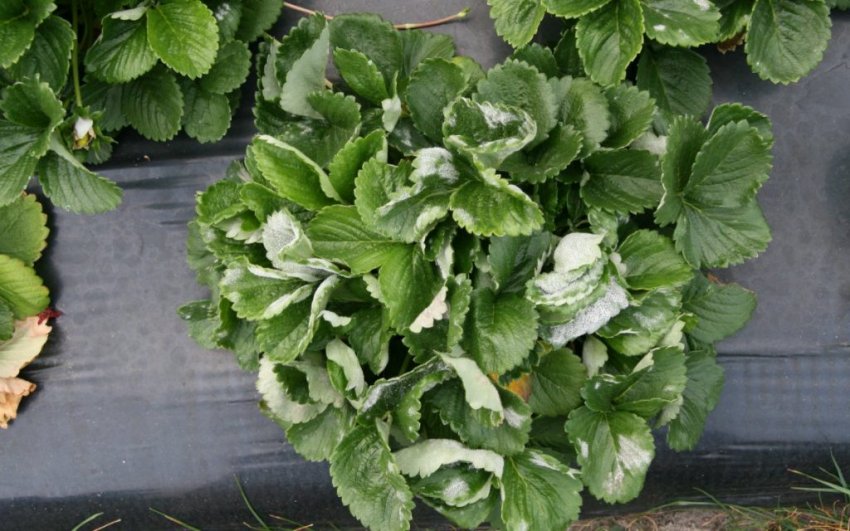 Борошниста роса на полуниці