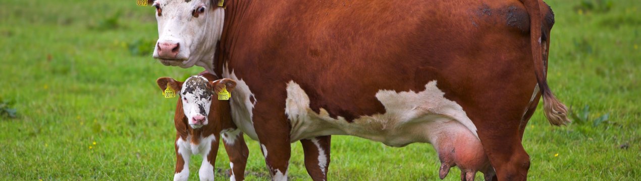 На ставропольских полях обживається тисяча скандинавських корівок