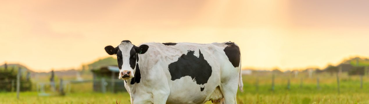 Італійці профінансують обіди для оренбурзького худоби