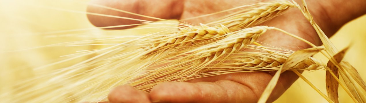 Кубанські аграрії виконали 90% ярого плану