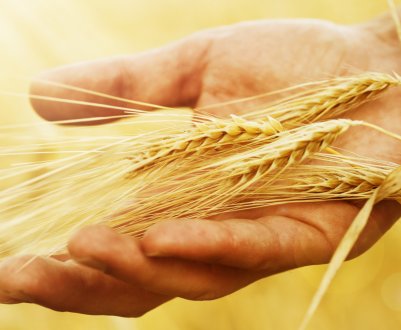 Кубанські аграрії виконали 90% ярого плану