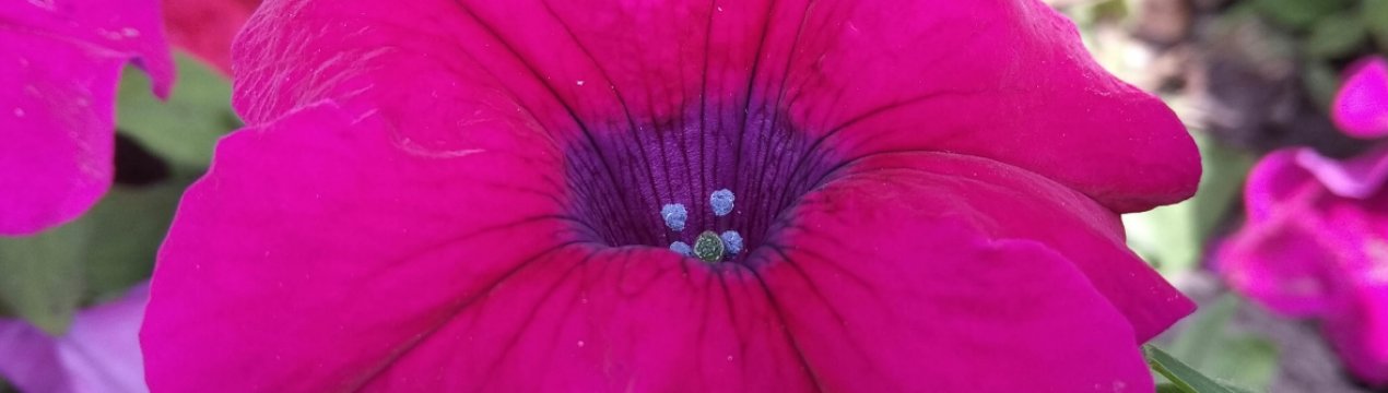 Квіти з сімейних теплиць Закарпаття продаються по всій Україні