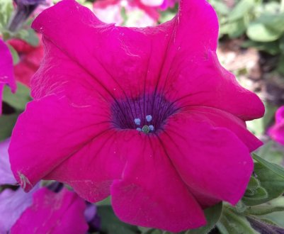 Квіти з сімейних теплиць Закарпаття продаються по всій Україні