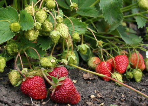 Особливості посадки і догляду за полуницею сорти Віма Занта
