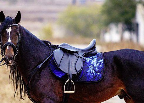 Потник для коня