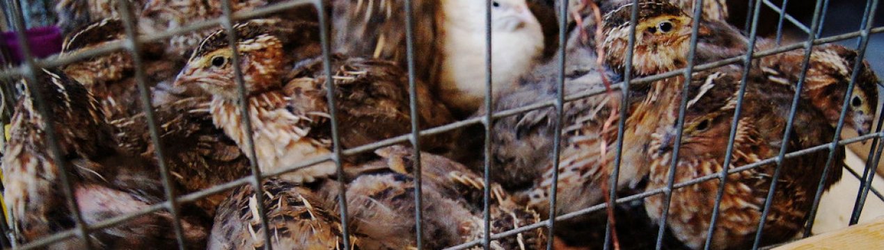 Чому перестали нестися перепели