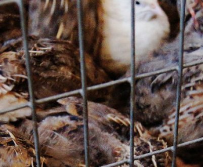 Чому перестали нестися перепели