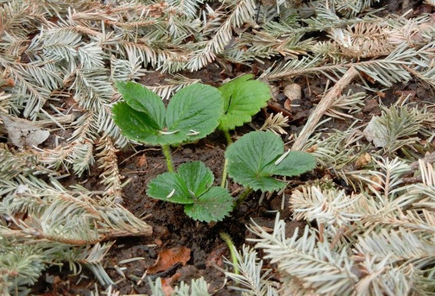 Укриття полуниці лапником
