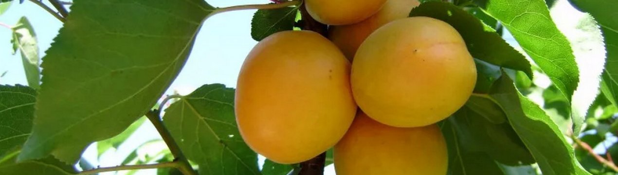 Характеристика та особливості вирощування абрикоса сорту Ананасний