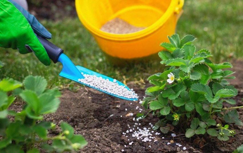 Підживлення полуниці