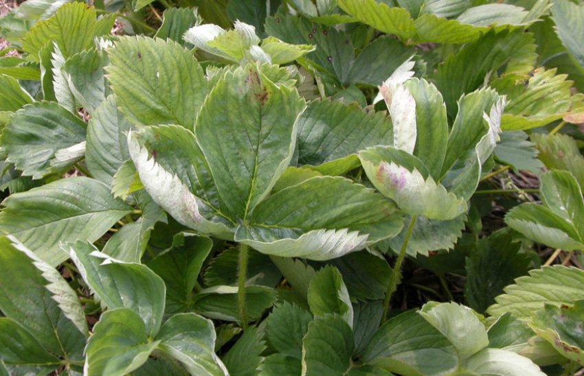 Борошниста роса на листі полуниці