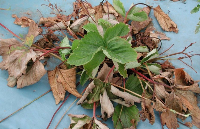 Вертициллезное в'янення листя полуниці