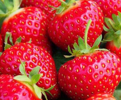 Полуниці Хоней: характеристика та опис сорту