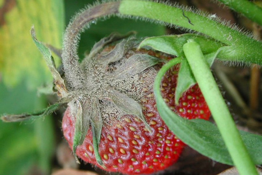 Сіра гниль на суниці