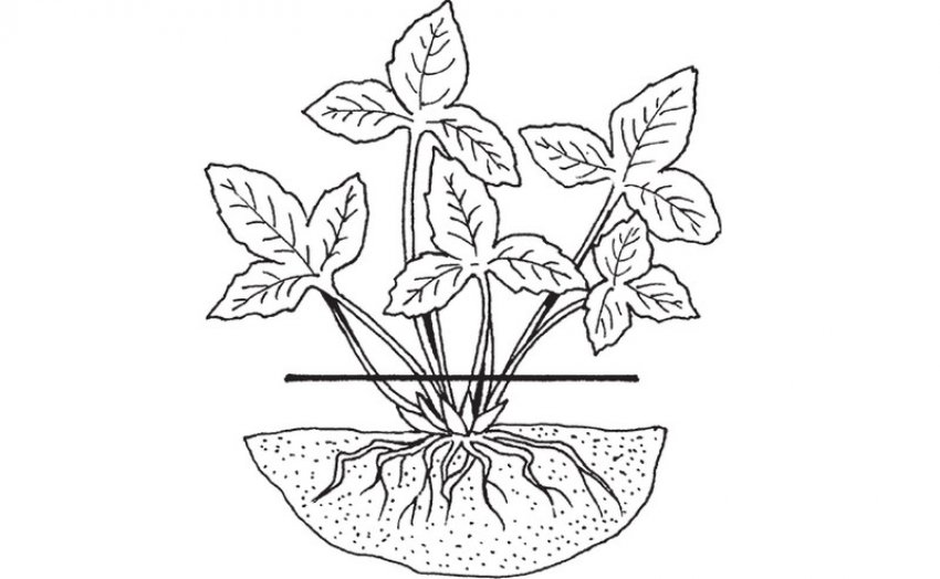 Обрізка полуниці