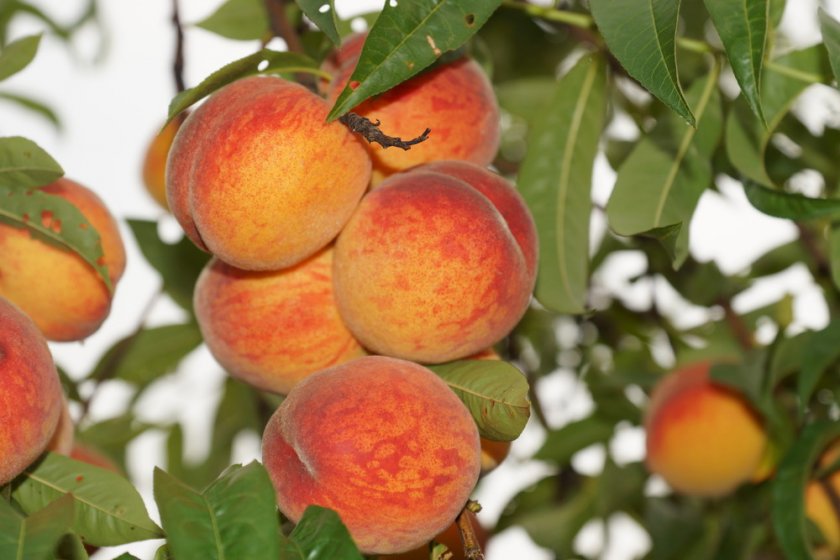 Как выращивать в домашних условиях персик?