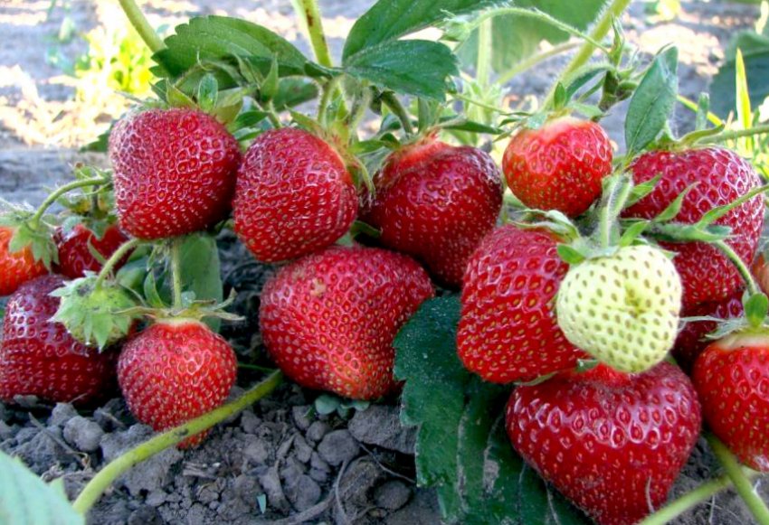 Полуниця Фестивальна