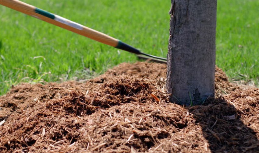 Мульчування пристовбурового кола абрикоса