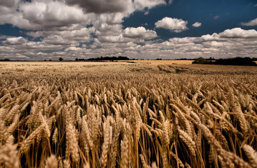 Татарстанські поля страждають через негоду