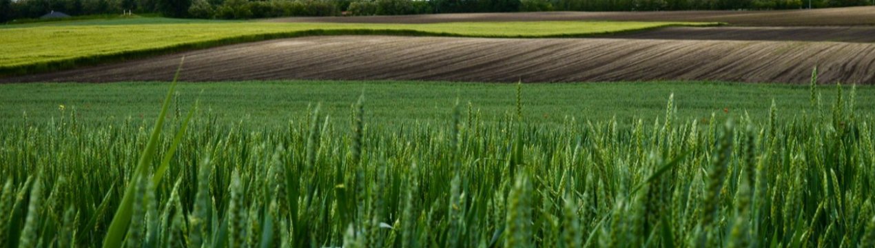 Татарстанські поля страждають через негоду