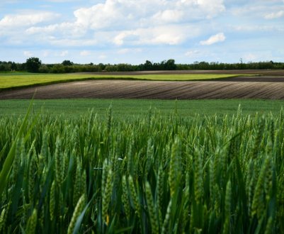 Татарстанські поля страждають через негоду