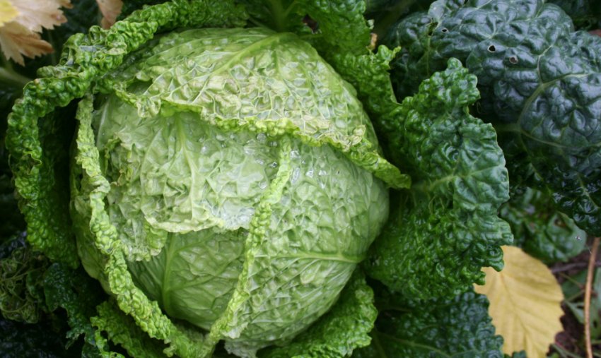 Капуста Аляска Капуста Аляска