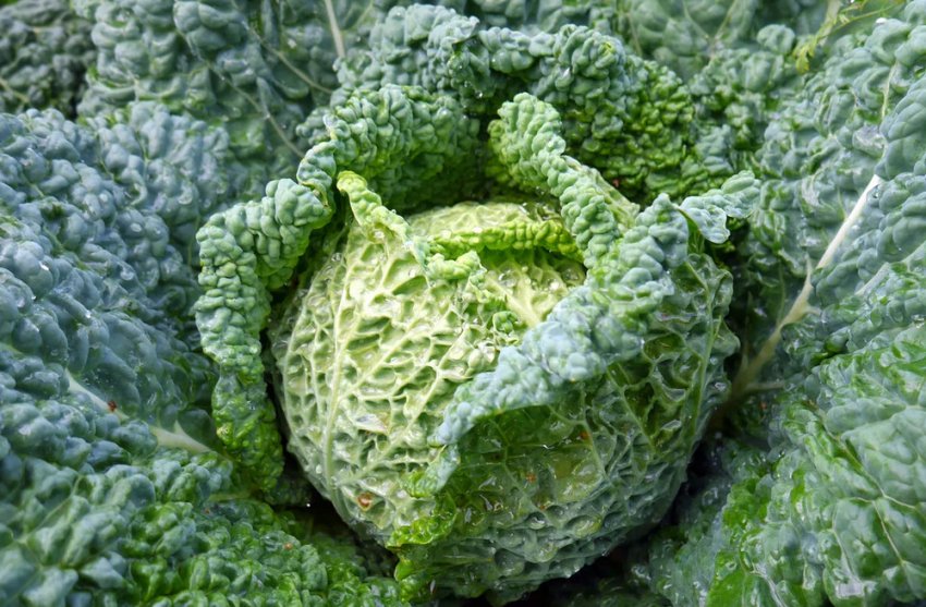 Капуста Козіма Капуста Козіма