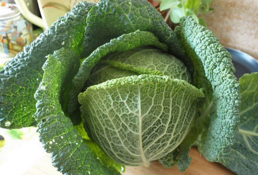 Капуста Уралочка Капуста Уралочка