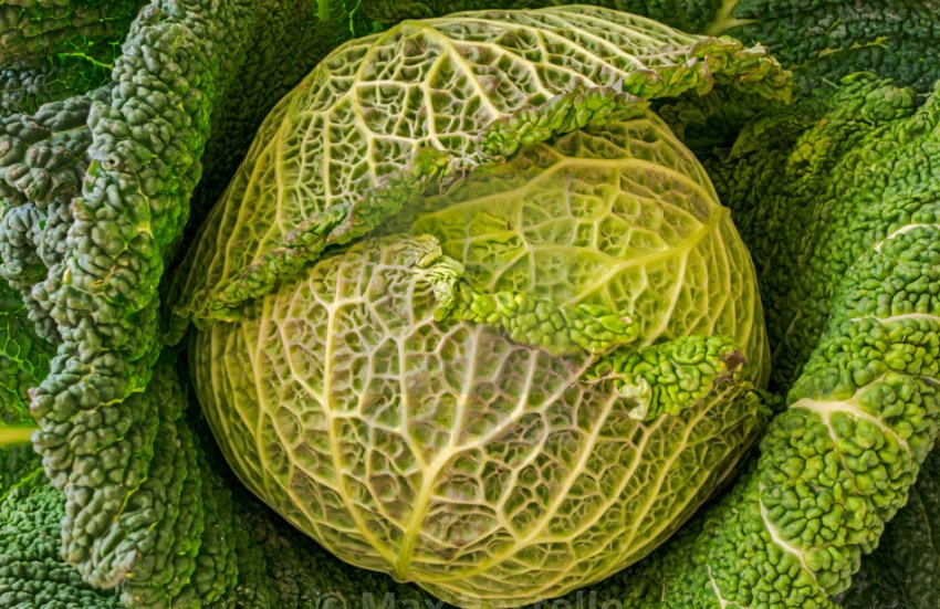 Капуста Стилон Капуста Стилон