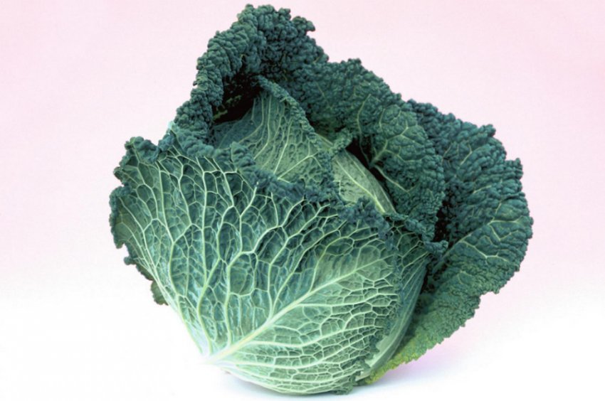 Капуста Оваса Капуста Оваса