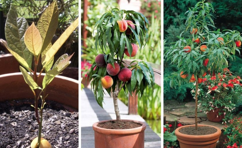 Как выращивать персиковое дерево в домашних условиях?