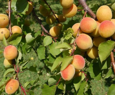 Абрикоси на Уралі і в Сибіру: посадка і догляд