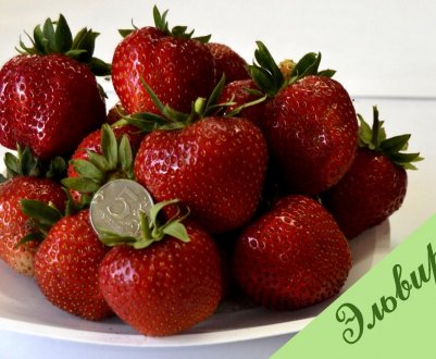 Особливості вирощування сорти полуниці Ельвіра