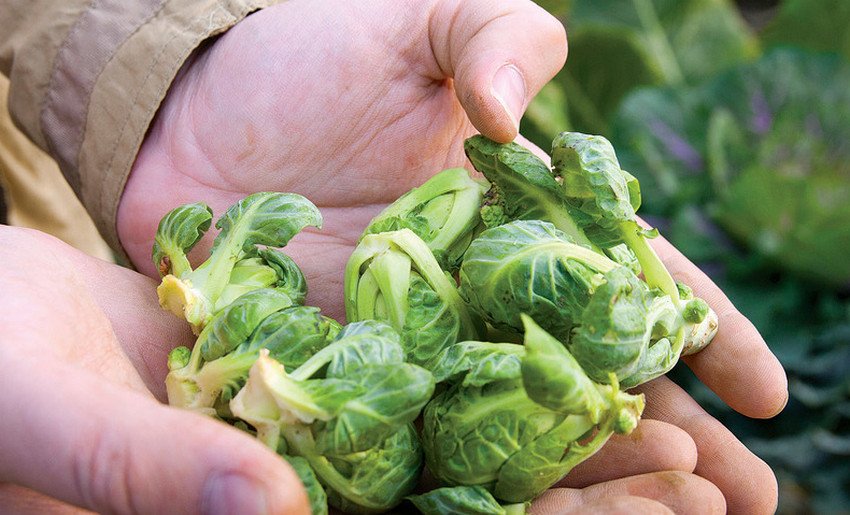 Збирання врожаю брюссельської капусти Збирання врожаю брюссельської капусти